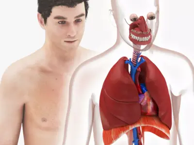 Respiratory System with Heart  Low-poly 3D model