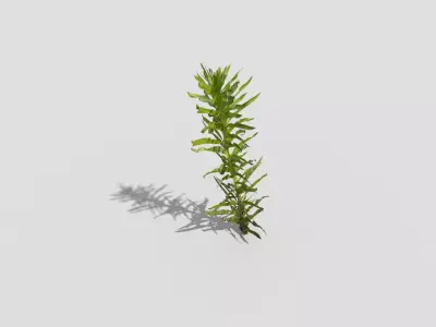 Plant rosemary Low-poly 3D model