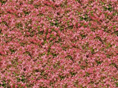 Seamless Flower Plant Texture  Texture