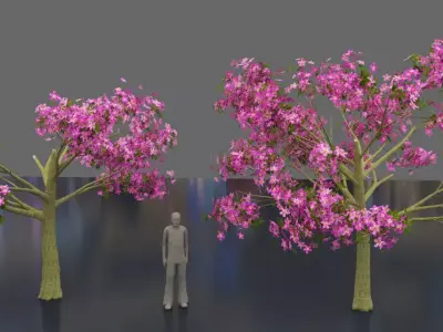 Silk floss tree - chorisia speciosa 3D model