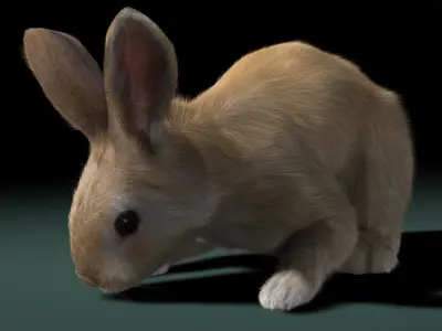  Rabbit Cream (ANIMATED) (FUR) 