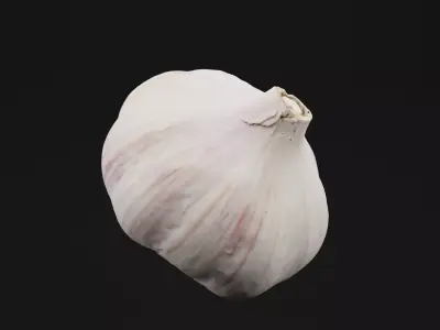 Garlic  3D model