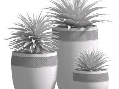 Beautiful Decorative Agave plants in outdoor pots  3D model