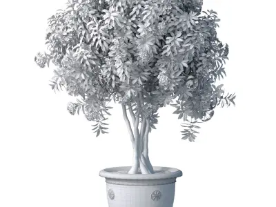 Evergreen lilac flowering shrub Oleander in a classic pot 3D model