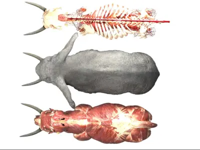  africaElephantAnatomy 3D 