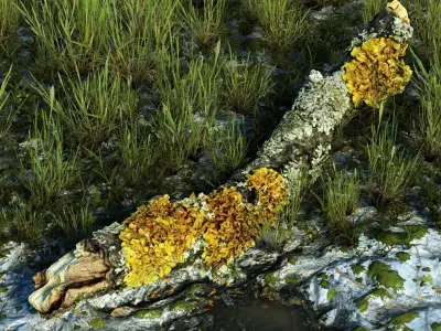 Exterior 002 Plant Tree roots stump 3D model