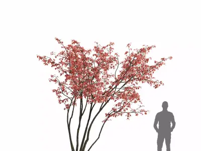 Amelanchier 07 autumn 3D model