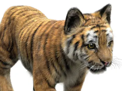  TigerBaby Fur 3D 