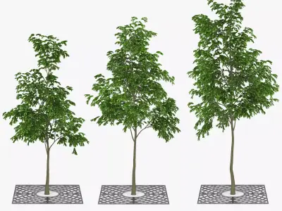 Street Tree 01 3D model