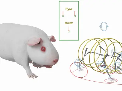  Albino Guinea Pig Red Eyes and Short Hair White Rigged 