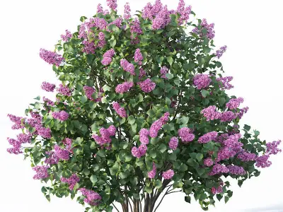 Lilac Syringa vulgaris Nr5 - Three sizes 3D model