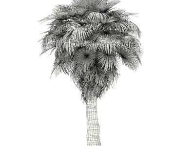 California Palm Tree 3D Model 7m 3D model