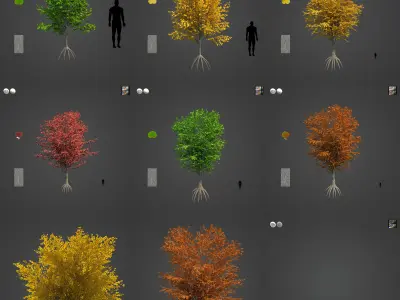 2021 PBR Katsura Tree Collection - Cercidiphyllum Japonicum 3D model