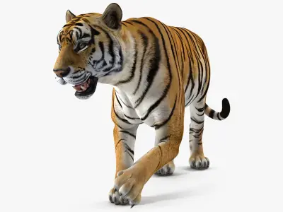  Tiger Rigged for Cinema 4D 