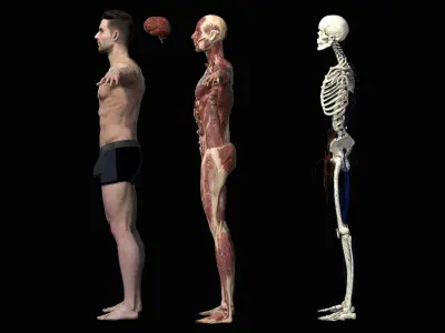  Male Anatomy Complete Pack 3D 