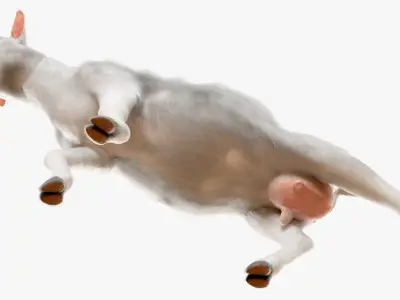  Farm Goat Animated Fur Rigged for Blender 