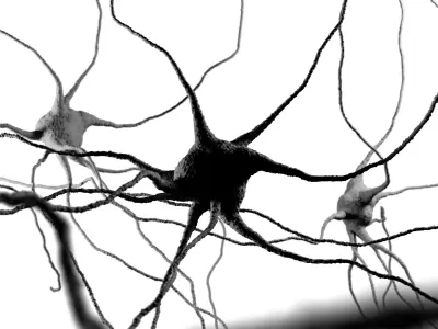 Neuron cell  3D model