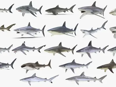  Sharks Big Collection Rigged for Cinema 4D 