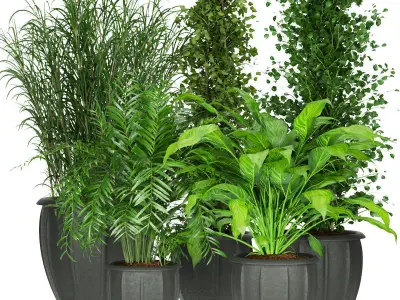 Collection plant indoor vol 3 3D Model Pack