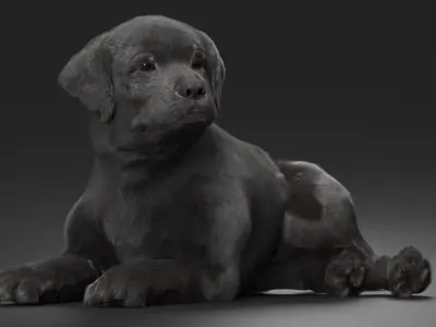  Labrador Retriever Puppy Black Lying Down Fur for Cinema 4D 
