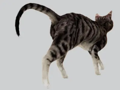  Cat Rigged 3D 