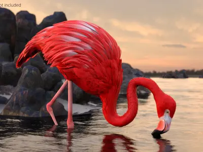  Flamingo Red Tropical Foraging Pose 