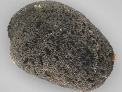 Sponge Rock 3D model