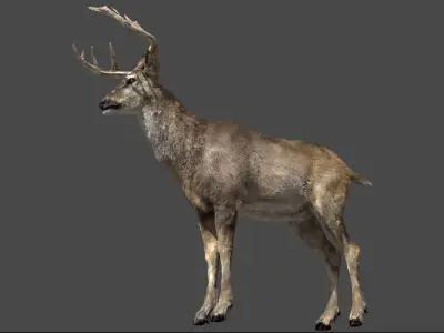  DeerFurAnimatedRigged 3D 