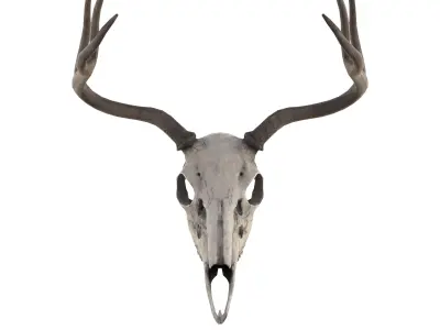 Deer Skull Low-poly 3D model