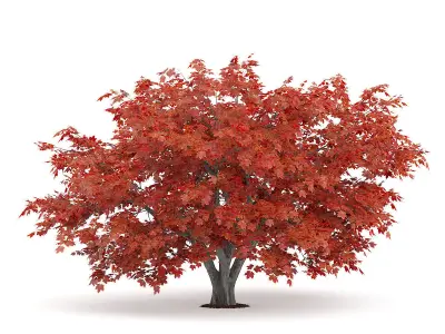 Japanese Maple Acer Palmatum 2 3D model