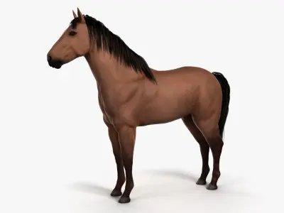  Full Horse Anatomy 