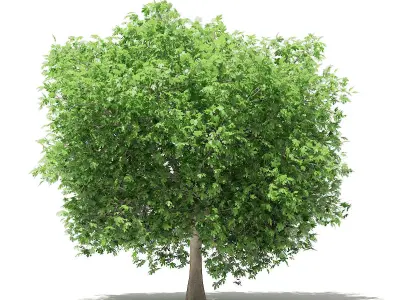 Common Fig Tree 3D model