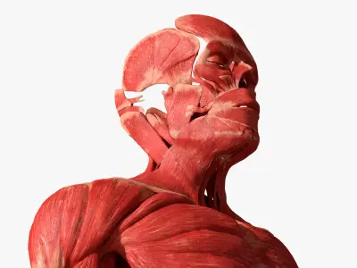  Human Anatomy Male Muscular and Vascular System 