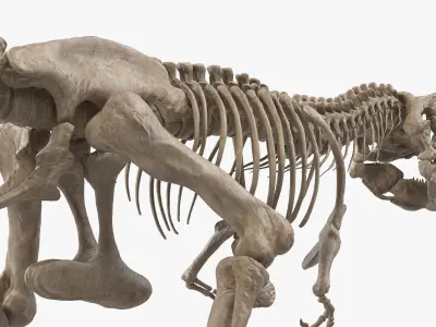  Tyrannosaurus Rex Skeleton Fossil Walking Pose 