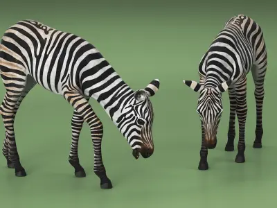  Young Zebra Rigged for Cinema 4D 