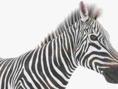  Zebra Wildlife Animal Animated Fur Rigged For Blender Collection 