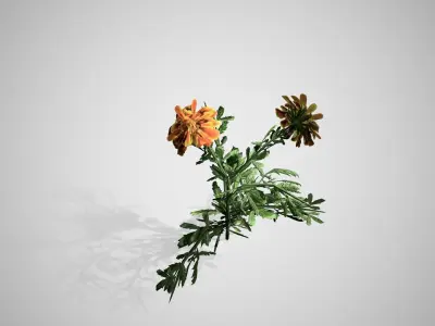 Marigold flower Low-poly 3D model