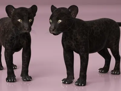  Panther Cub Playing Animated Rigged 