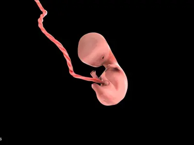 7 Weeks Human Fetus Low-poly 3D model