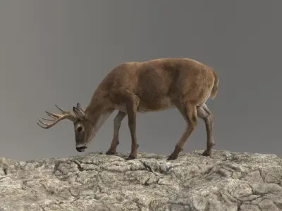  Deer ANIMATED 