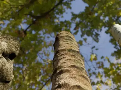 Photorealistic Different Tree Trunks Low-poly 3D model