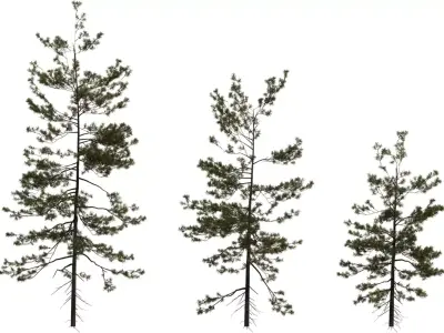 Tall Pine Tree Pack Low-poly 3D model