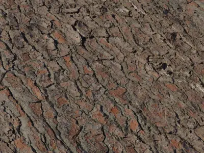 Pine Tree Bark  Texture
