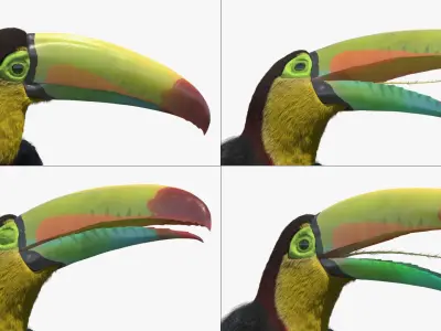  Keel Billed Toucan Fur Rigged 