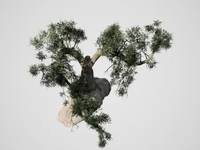 Jeffrey Pine Tree Low-poly 3D model