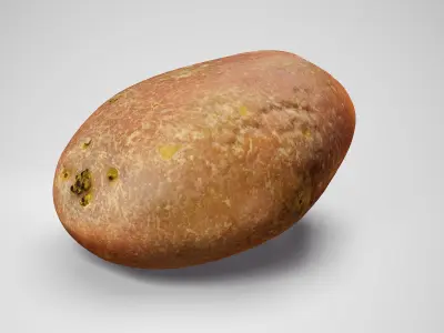  Desiree Potato - Photorealistic Scan Low-poly 3D model