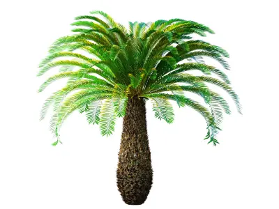 Ornamental Evergreen Palm Tree exotic tropical 3D model