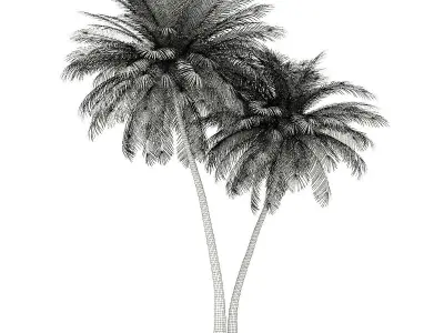 Coconut Palm Tree 3D Model 9m 3D model