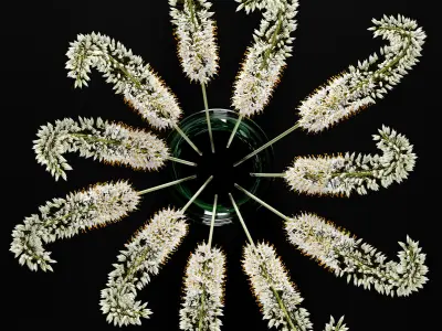 Eremurus tall grasses in vase - tall grasses in vase 3D model