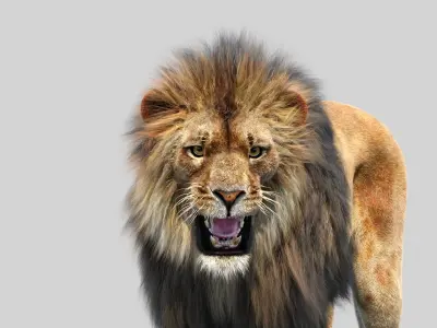  Lion 3D Model Animated Fur 